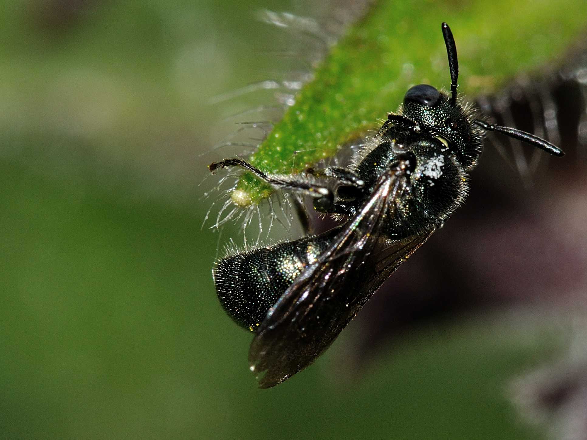 Ceratina cfr parvula