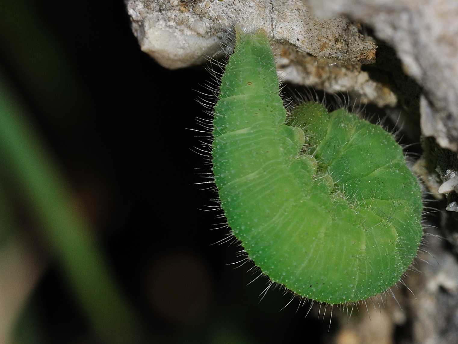 Larva di Nymphalidae