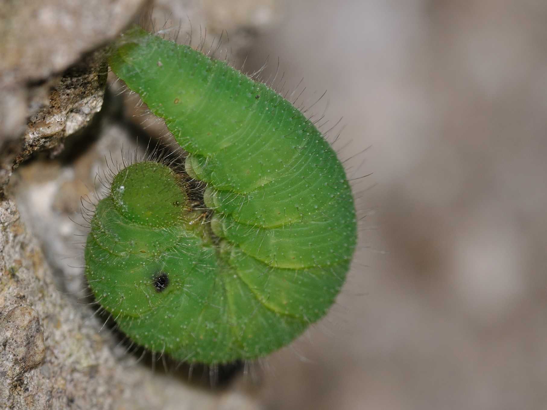Larva di Nymphalidae