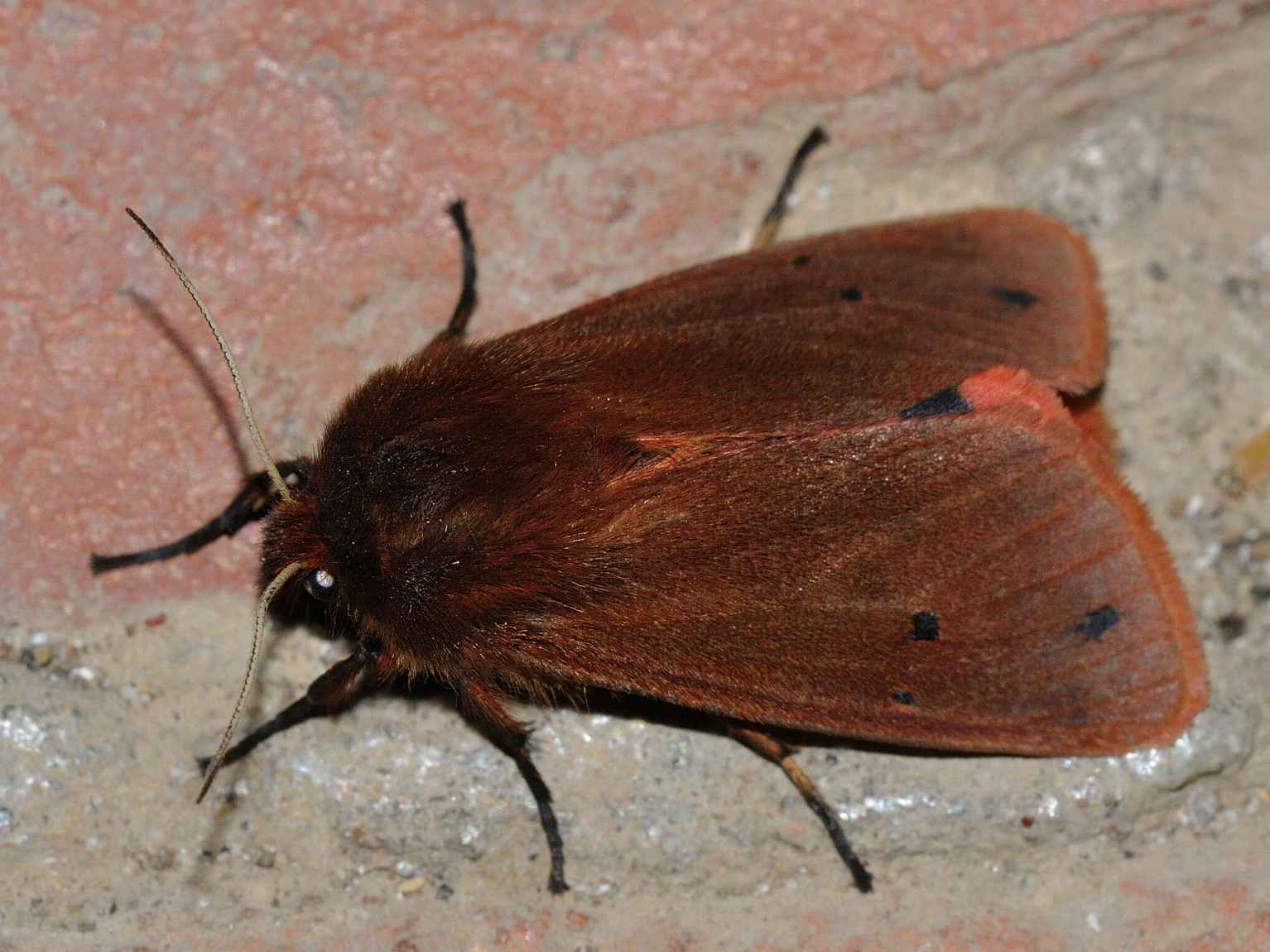 ID Lepidottero N.3