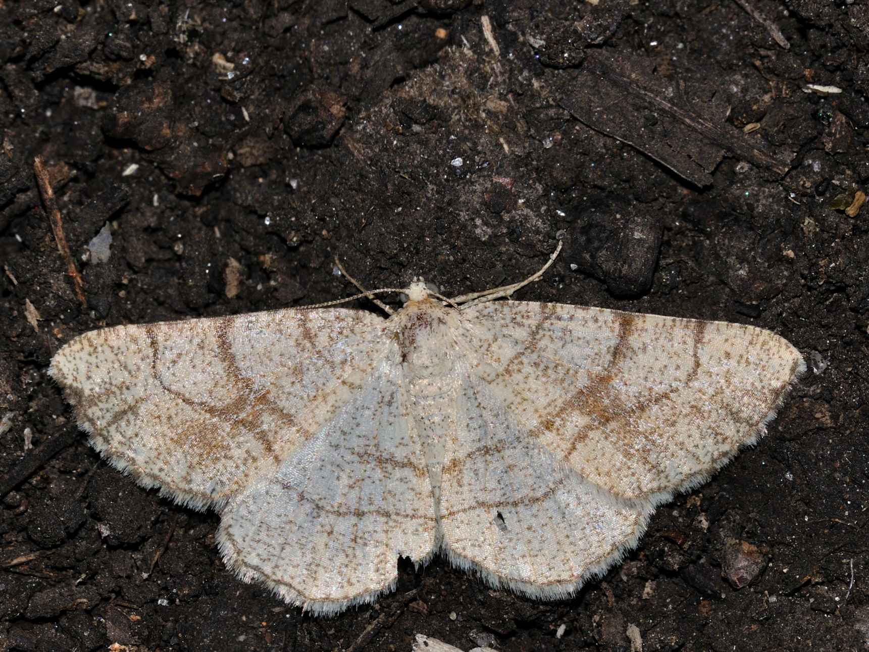ID Lepidottero N.1
