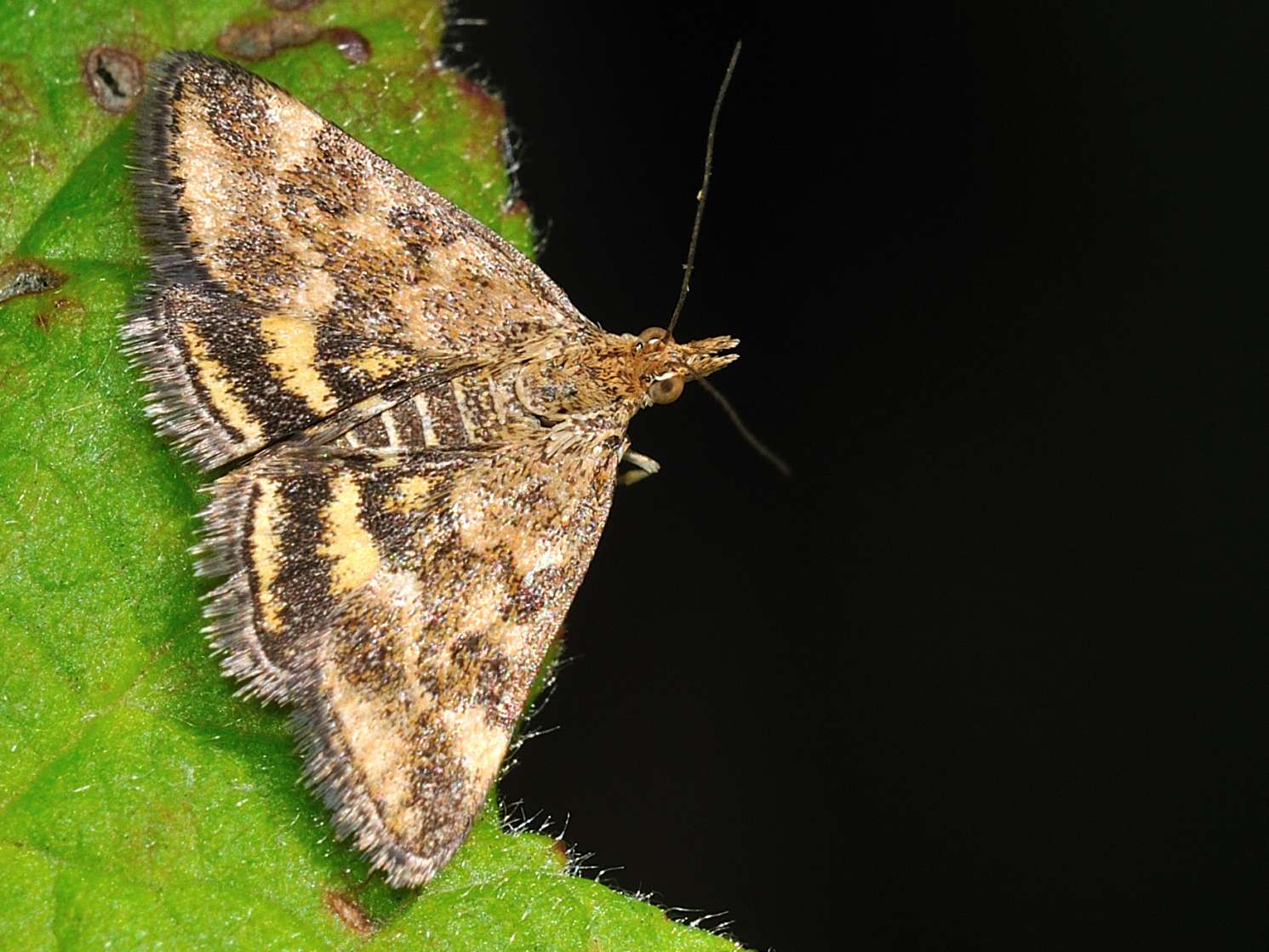 ID Lepidottera n.4