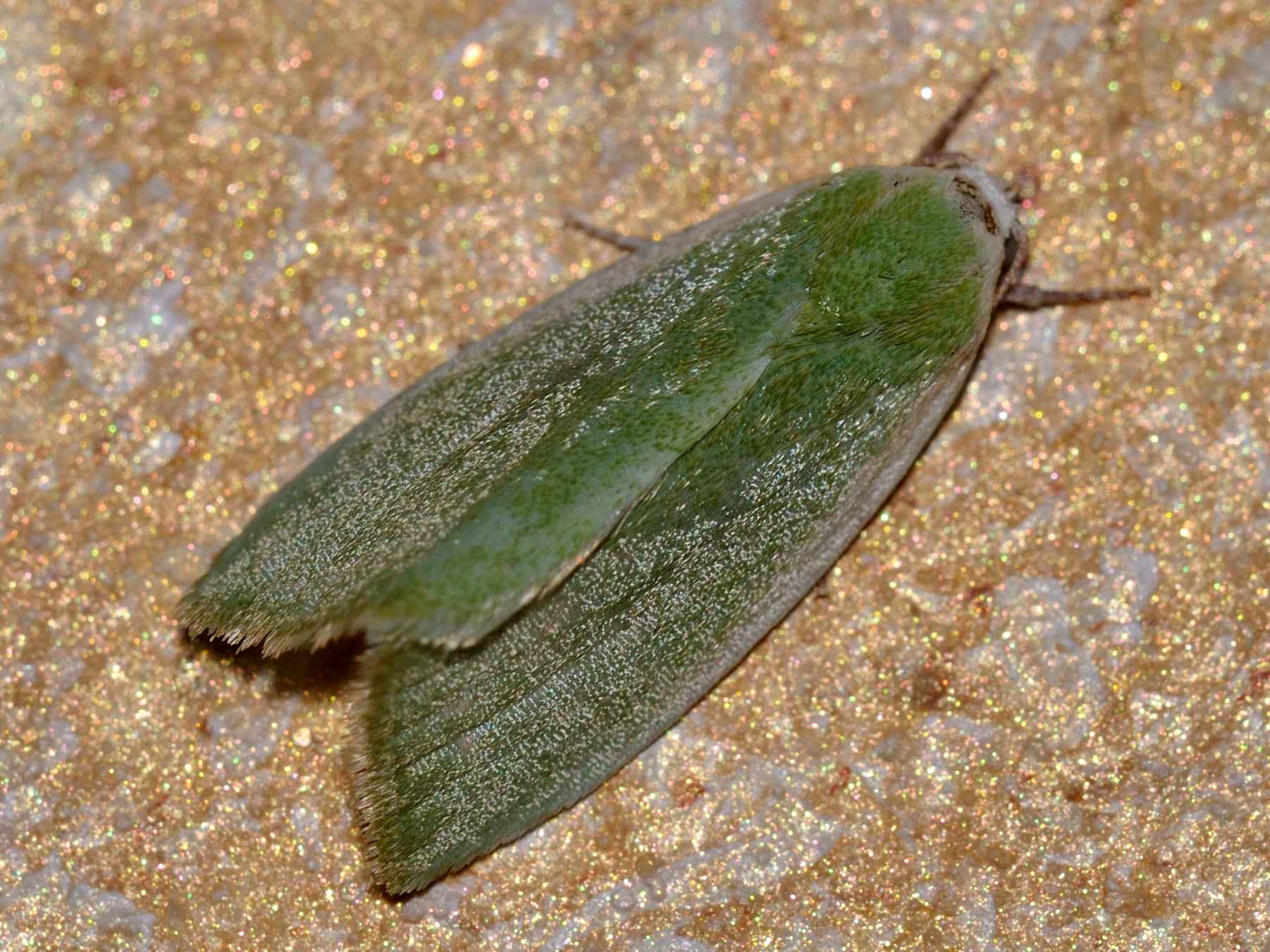 ID Lepidottera n.8
