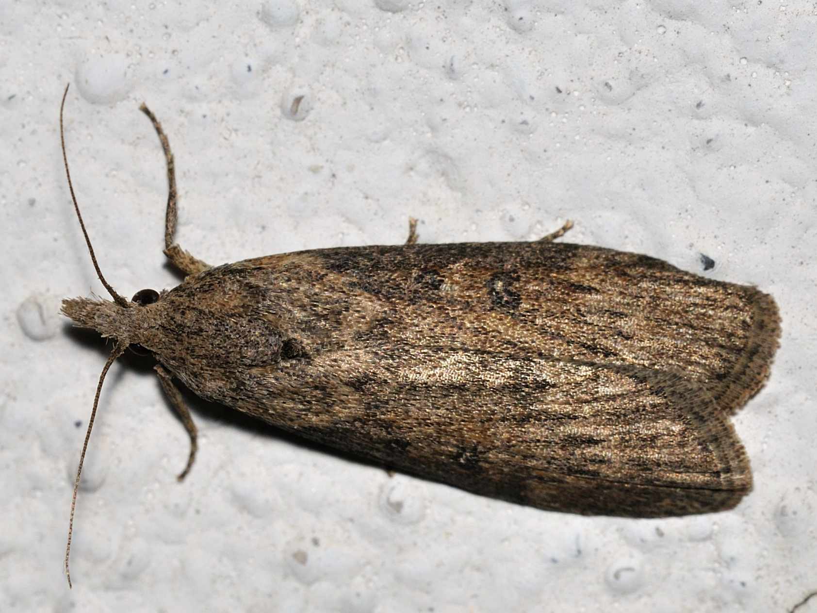 ID Lepidottera n.5