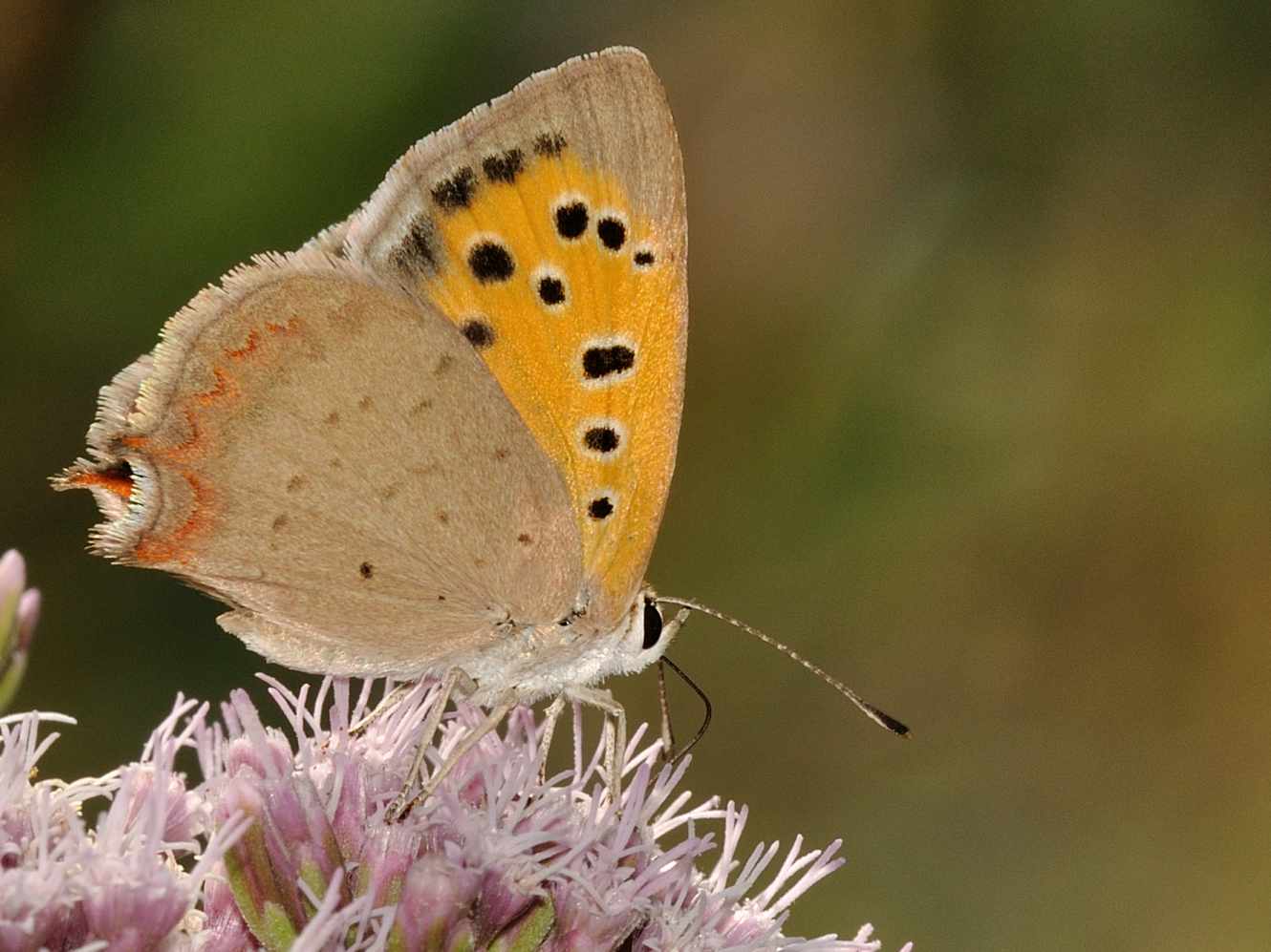 ID Lepidottera n.2