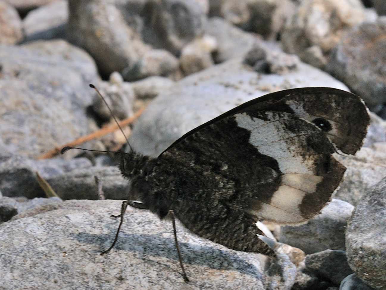ID Lepidottera n.1