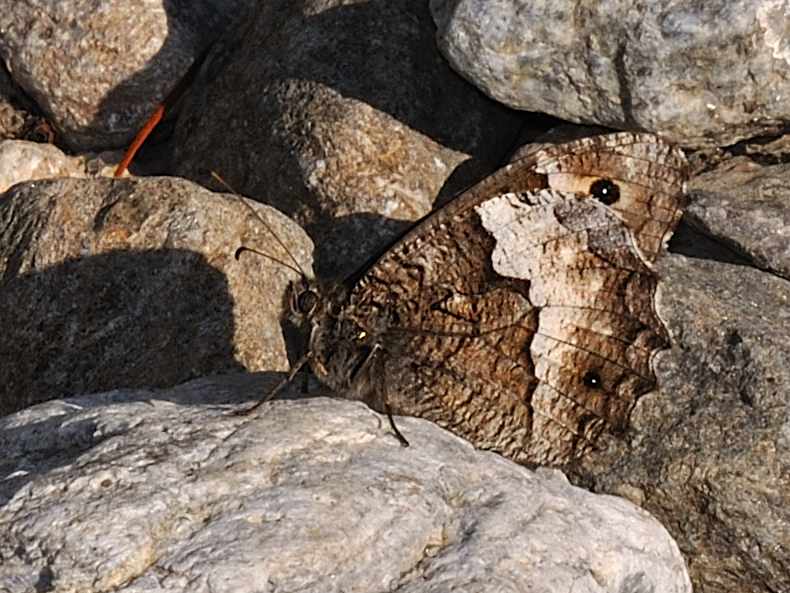 ID Lepidottera n.1