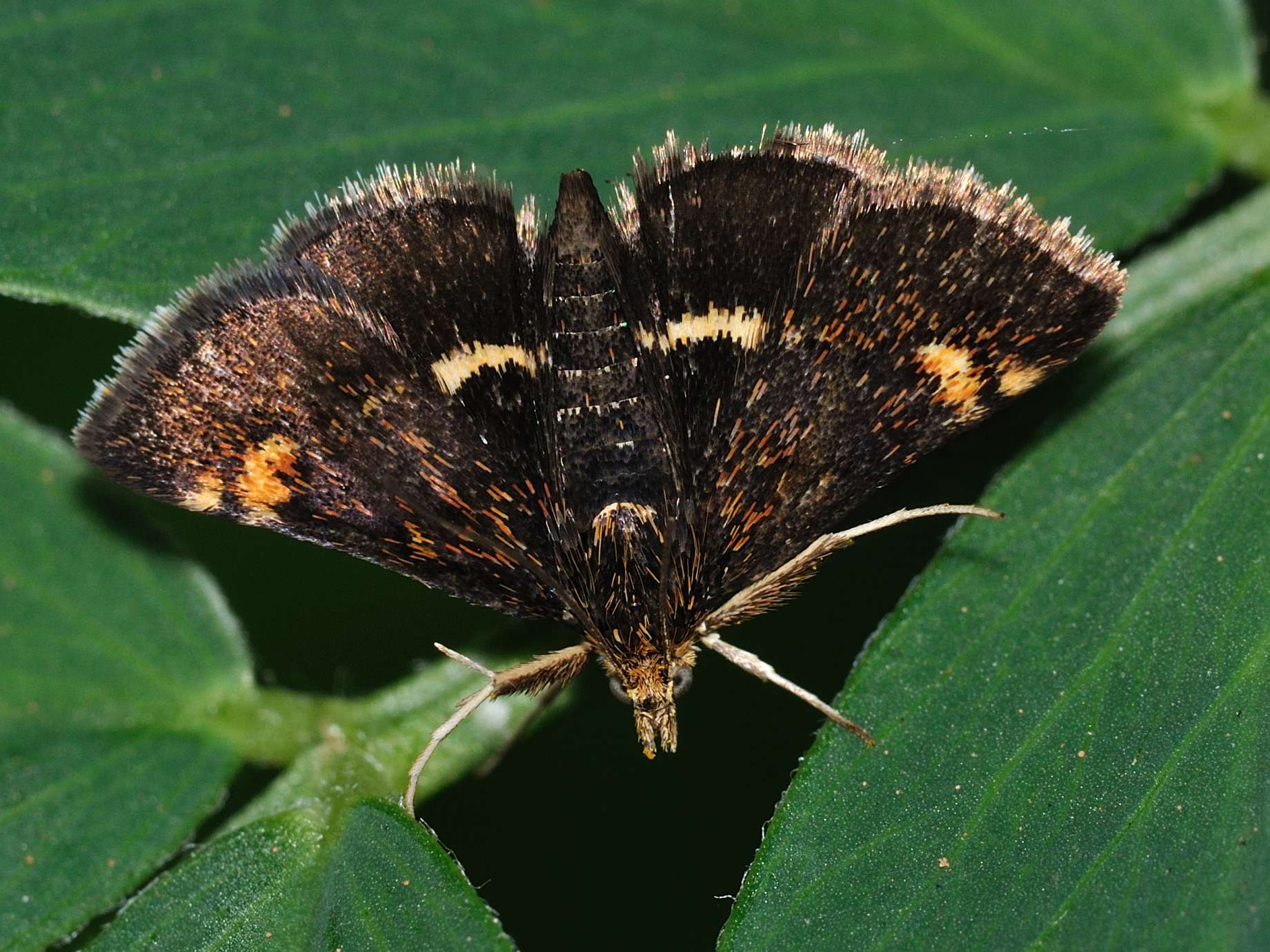 Crambidae:  Pyrausta sp. ?  S, Pyrausta porphyralis