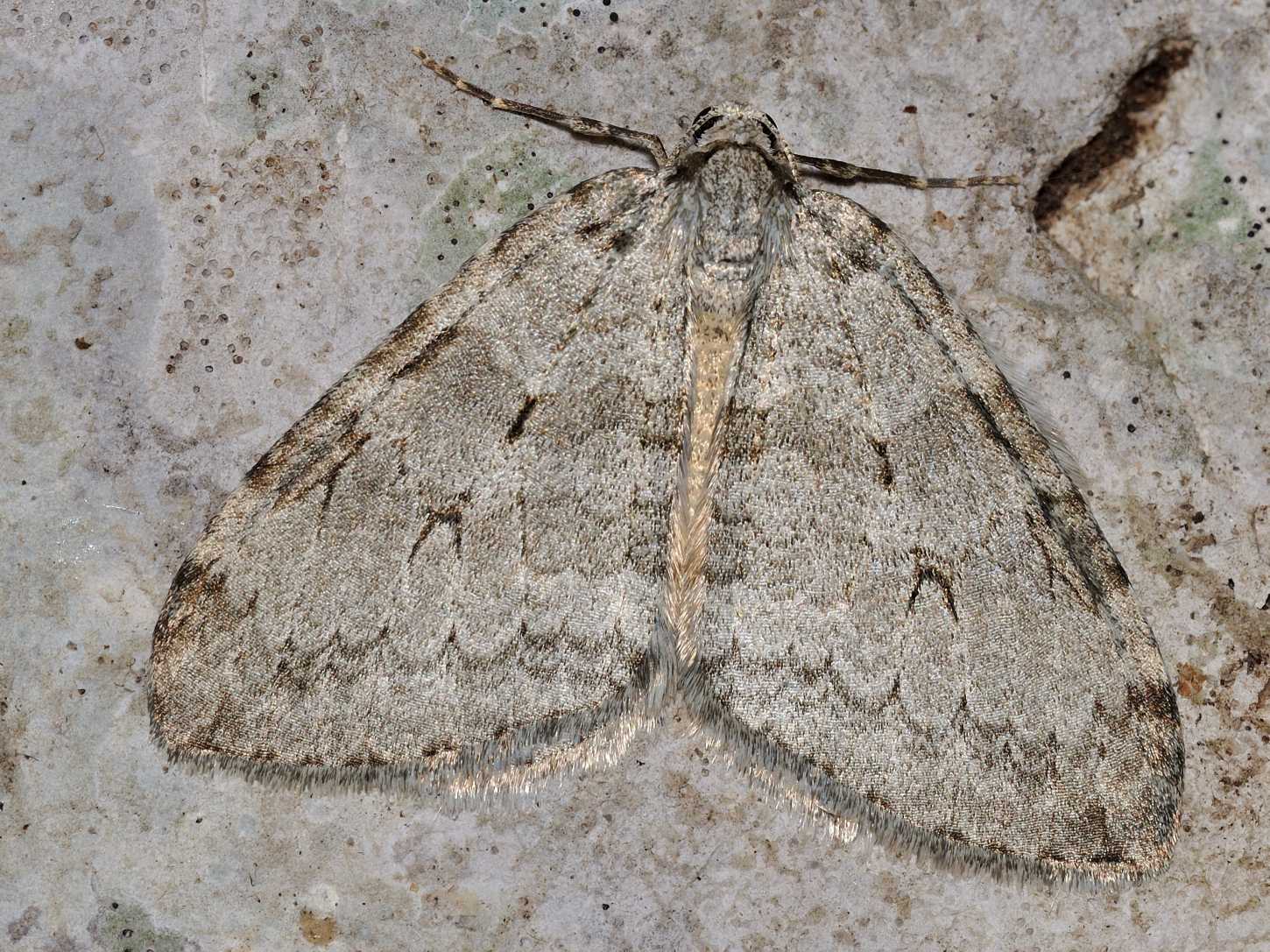 ID Lepidottera - Epirrita sp.