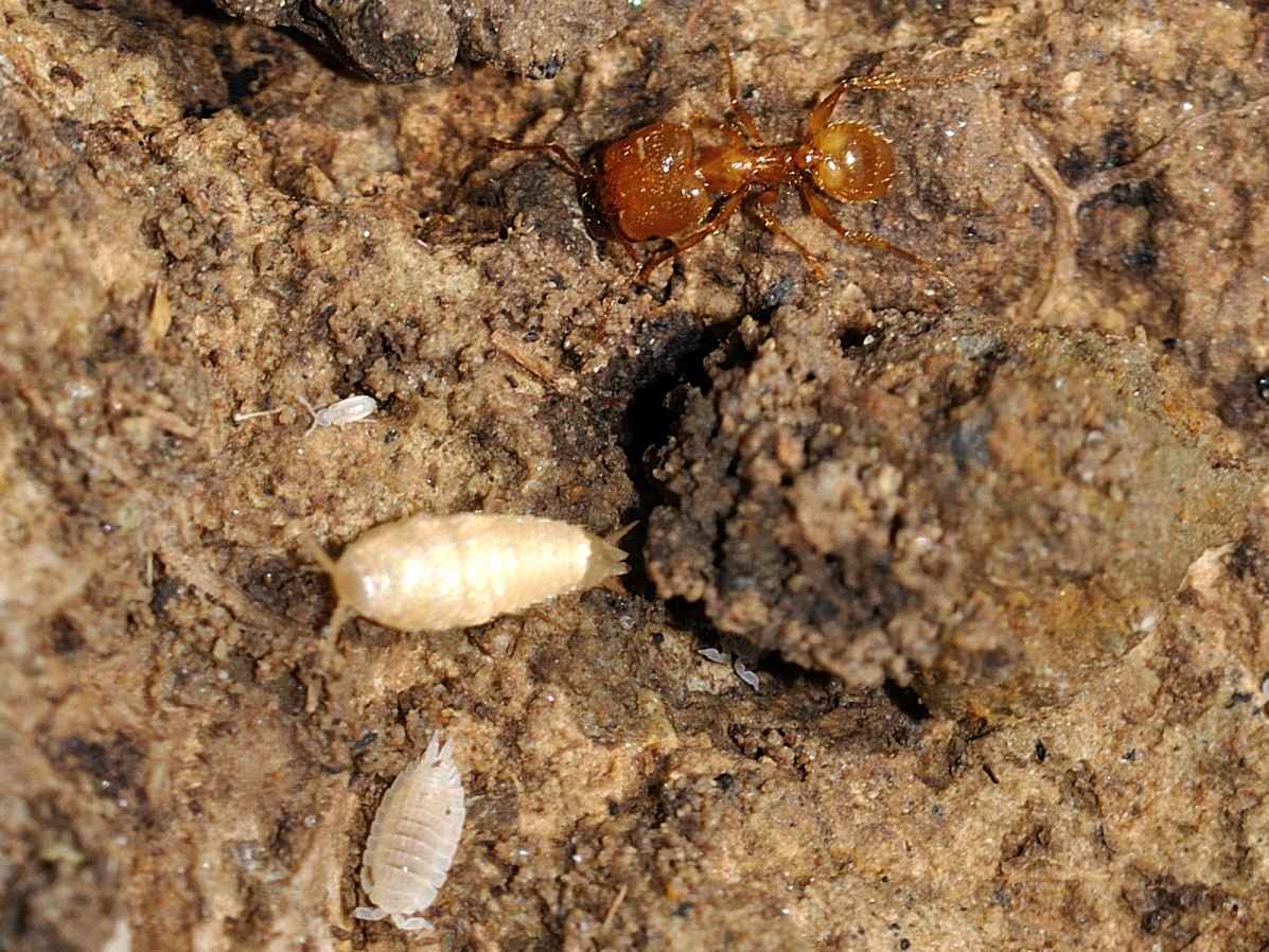 Mix zigentomi & collemboli: Atelura formicaria e Cyphoderus sp.