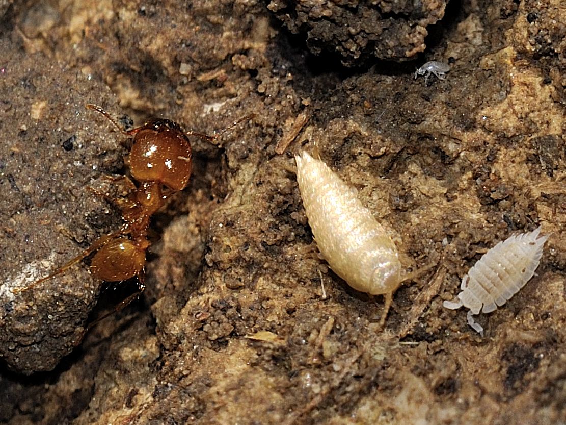 Tricholepisma aurea  e Atelura formicaria