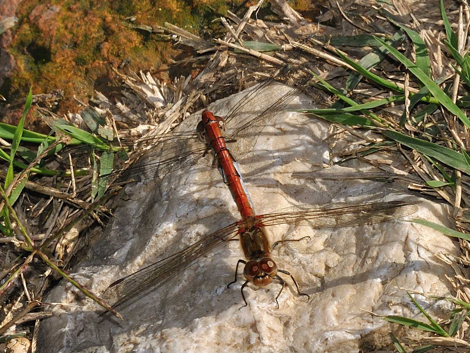 Identificazione libellula