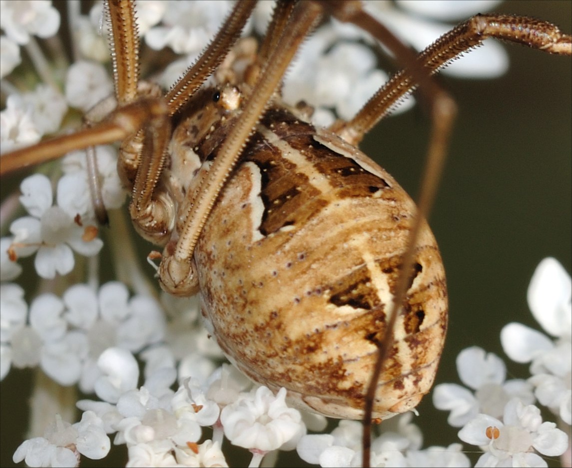 Phalangiidae romano (Metaphalangium sp.)