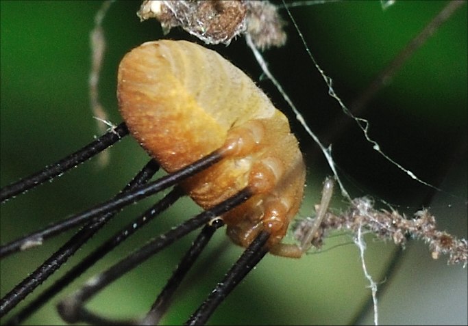 Opilione abruzzese: Opilio canestrinii (Thorell 1876)