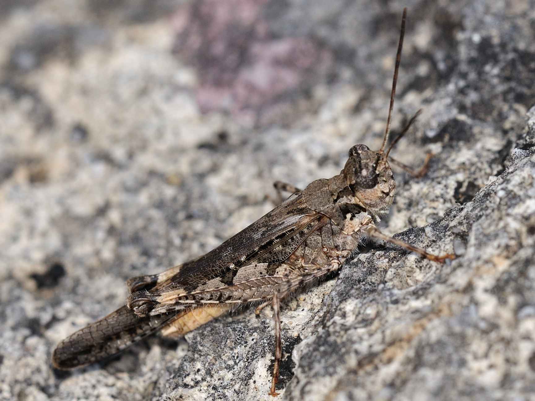 Acrotylus sp.