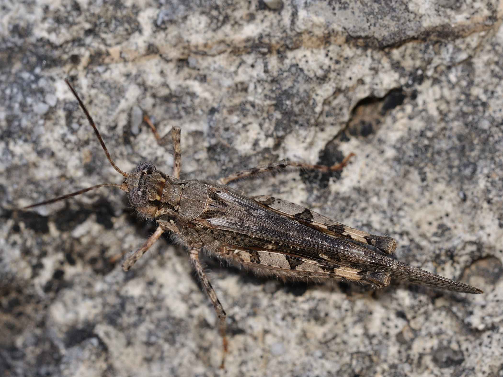 Acrotylus sp.