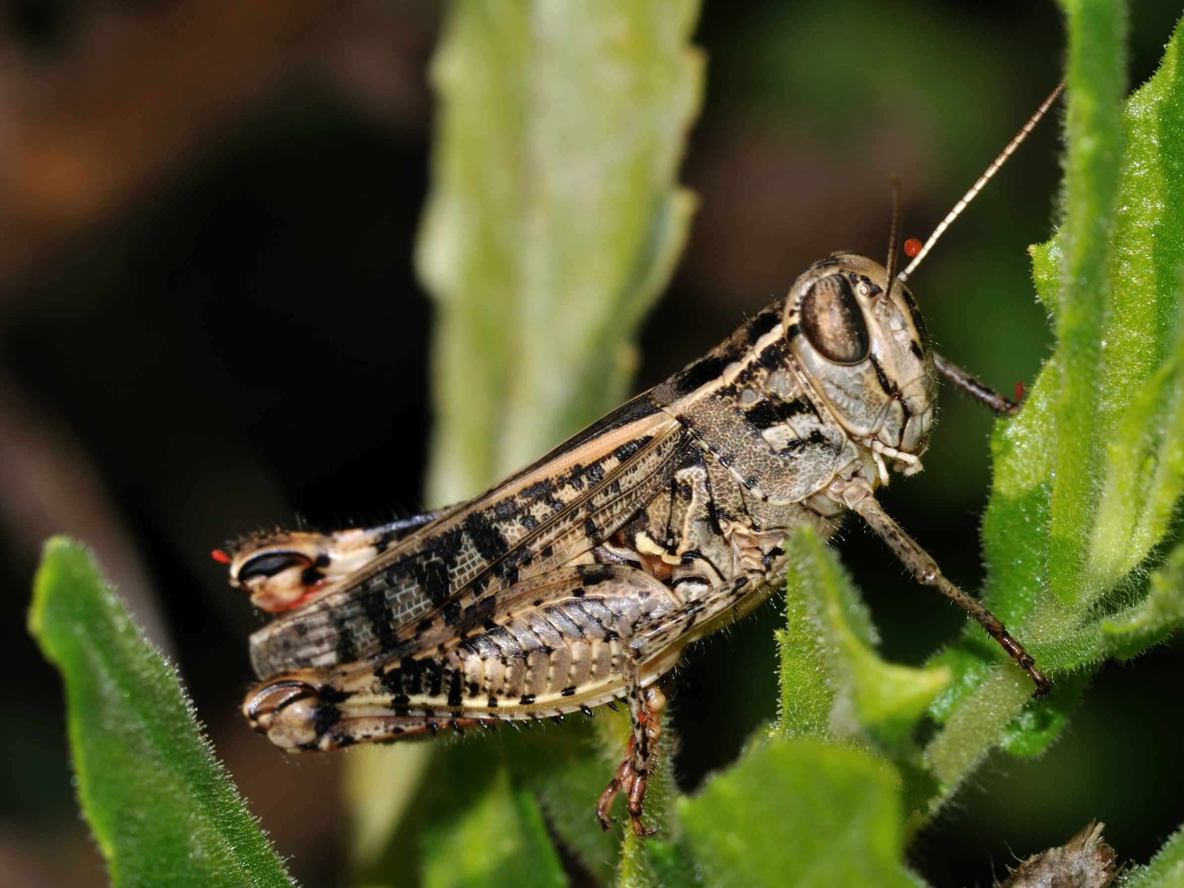 ID Orthoptera n.2
