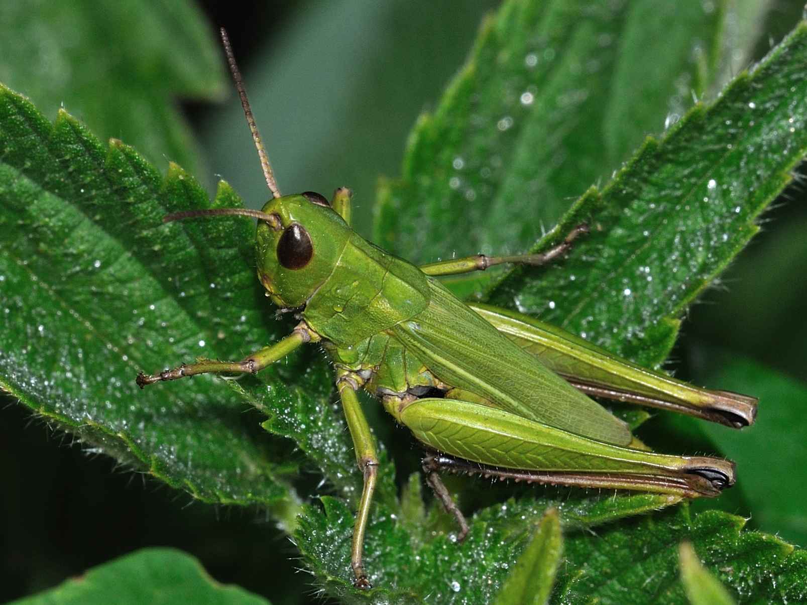 Chorthippus parallelus