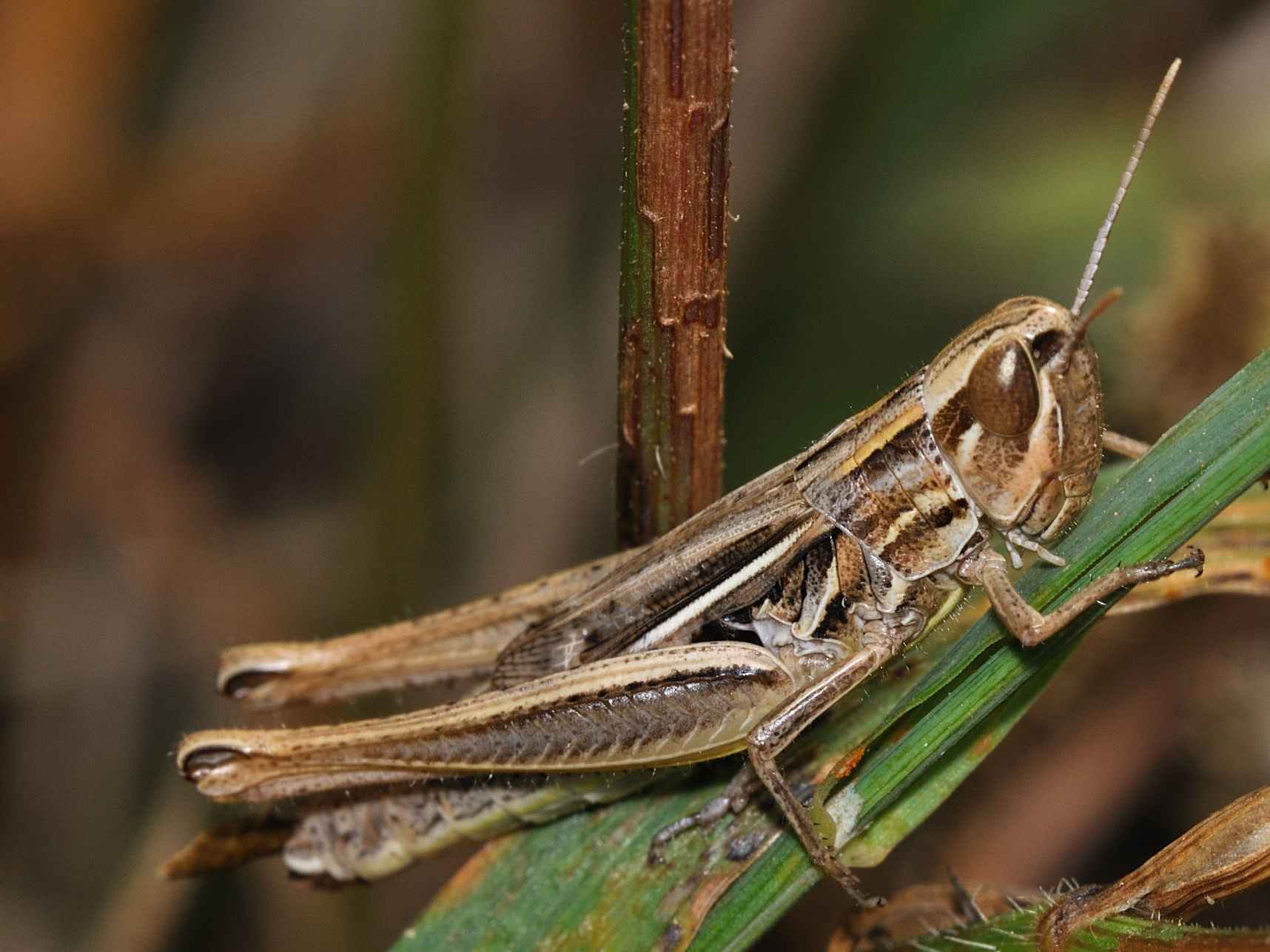 Euchorthippus sp.