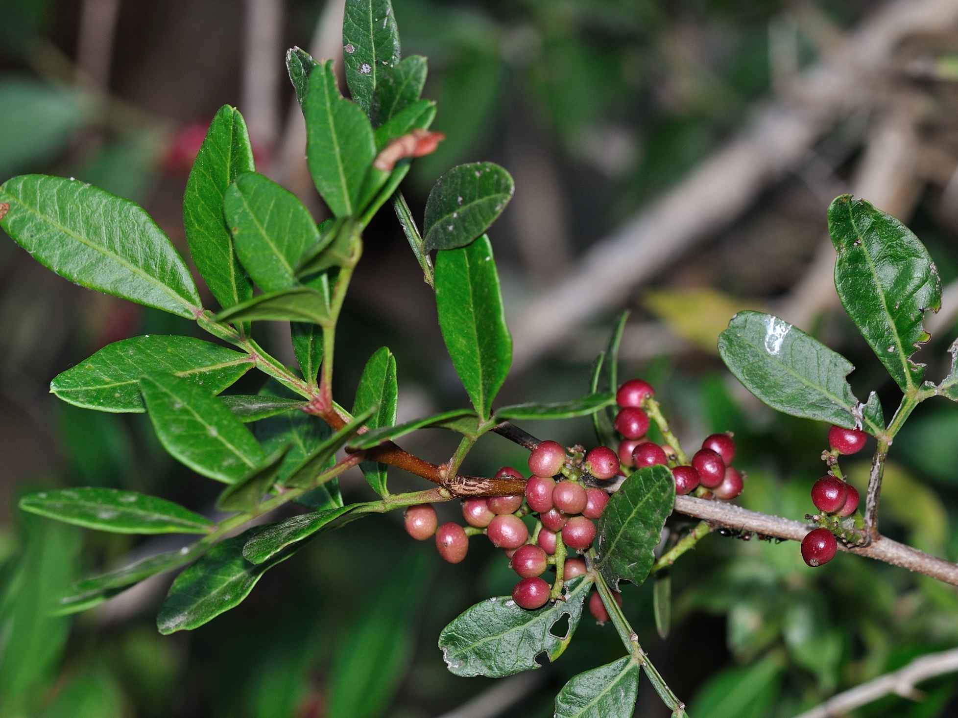 Pistacia lentiscus / Lentisco