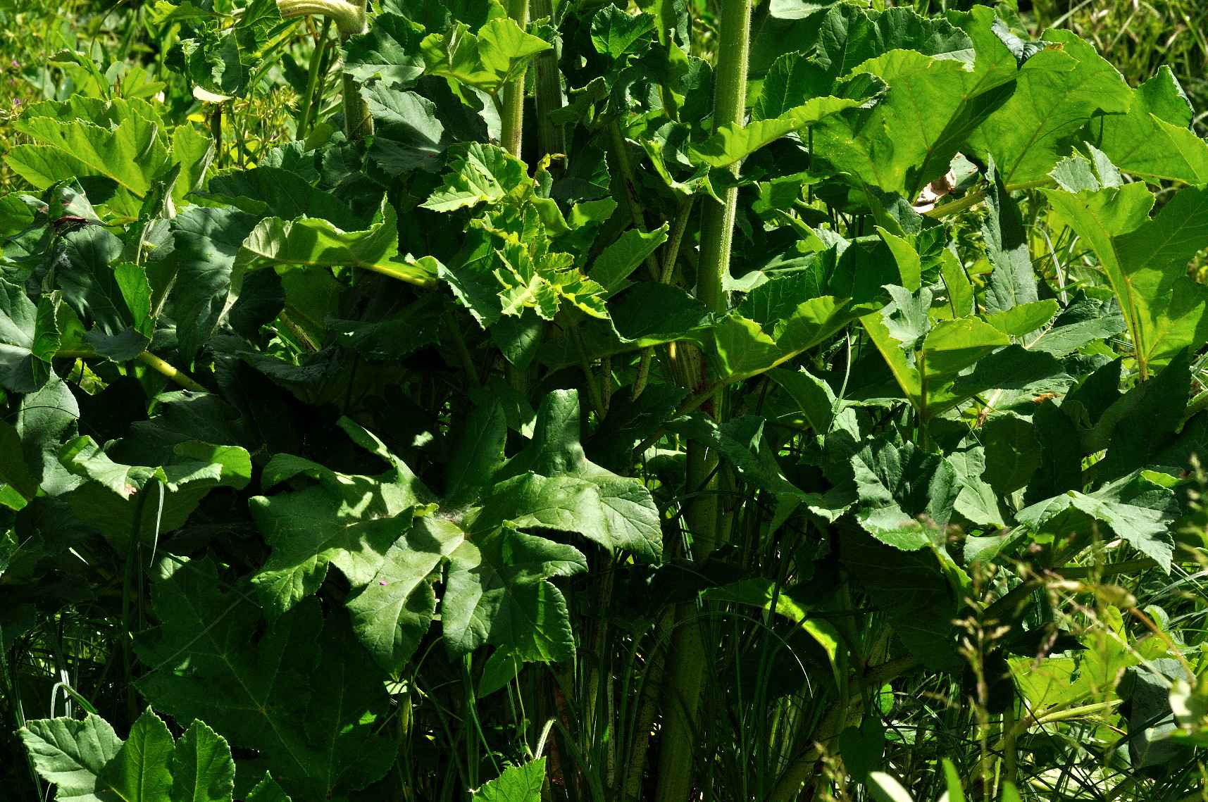 Heracleum sphondylium?