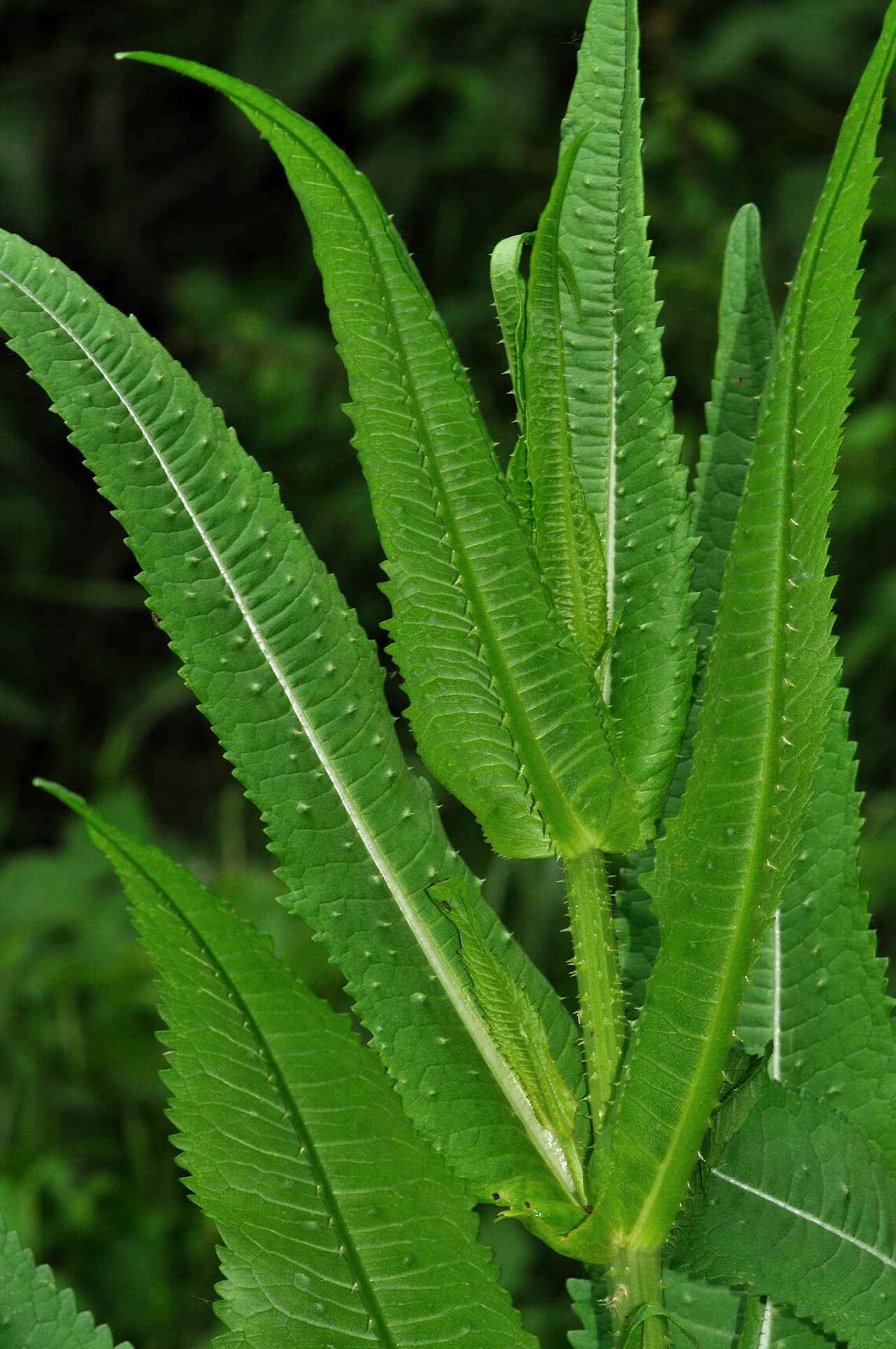 Dipsacus fullonum / Cardo dei lanaioli