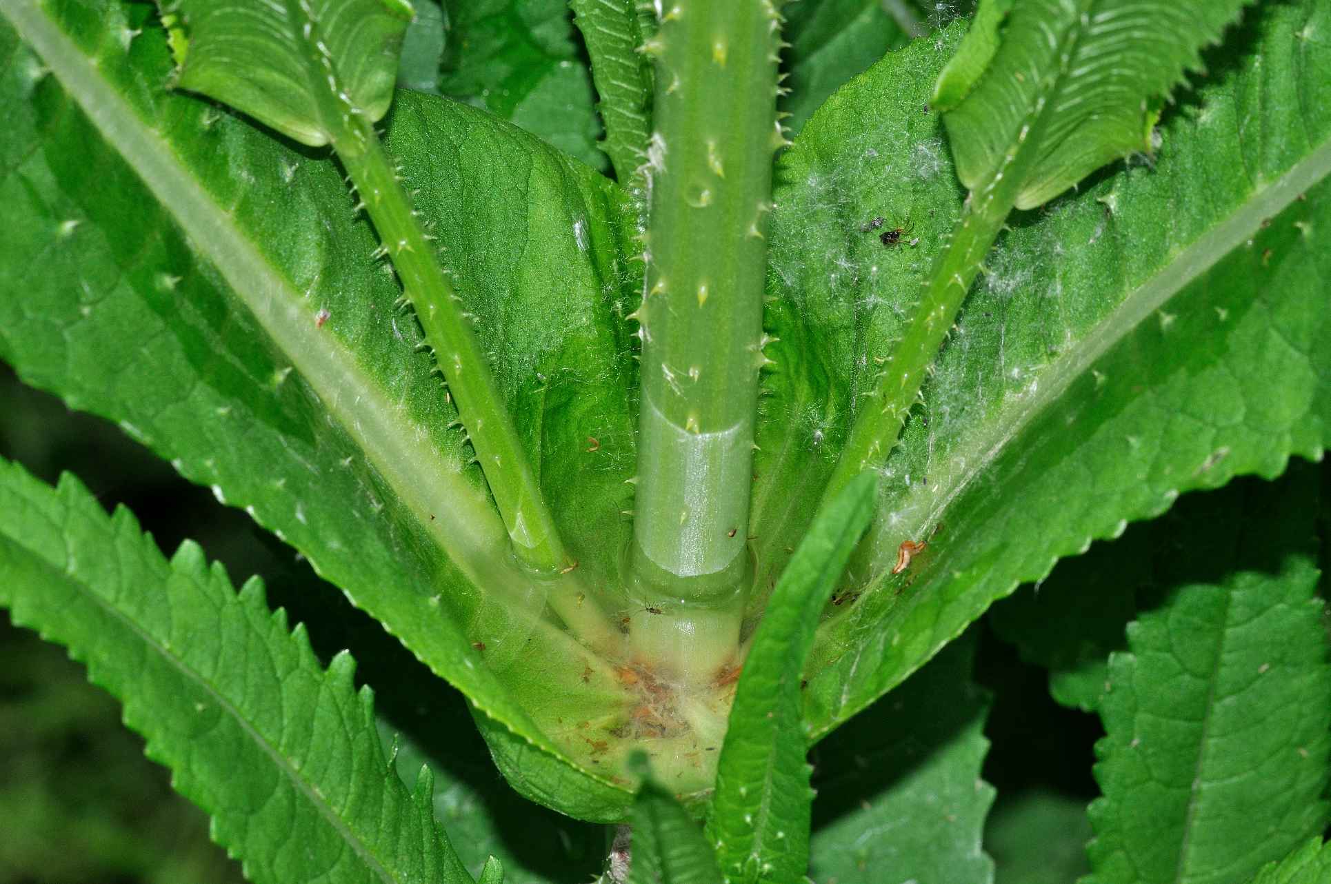 Dipsacus fullonum / Cardo dei lanaioli