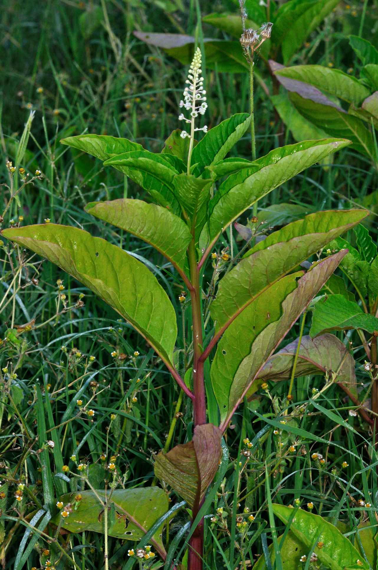 Phytolacca americana