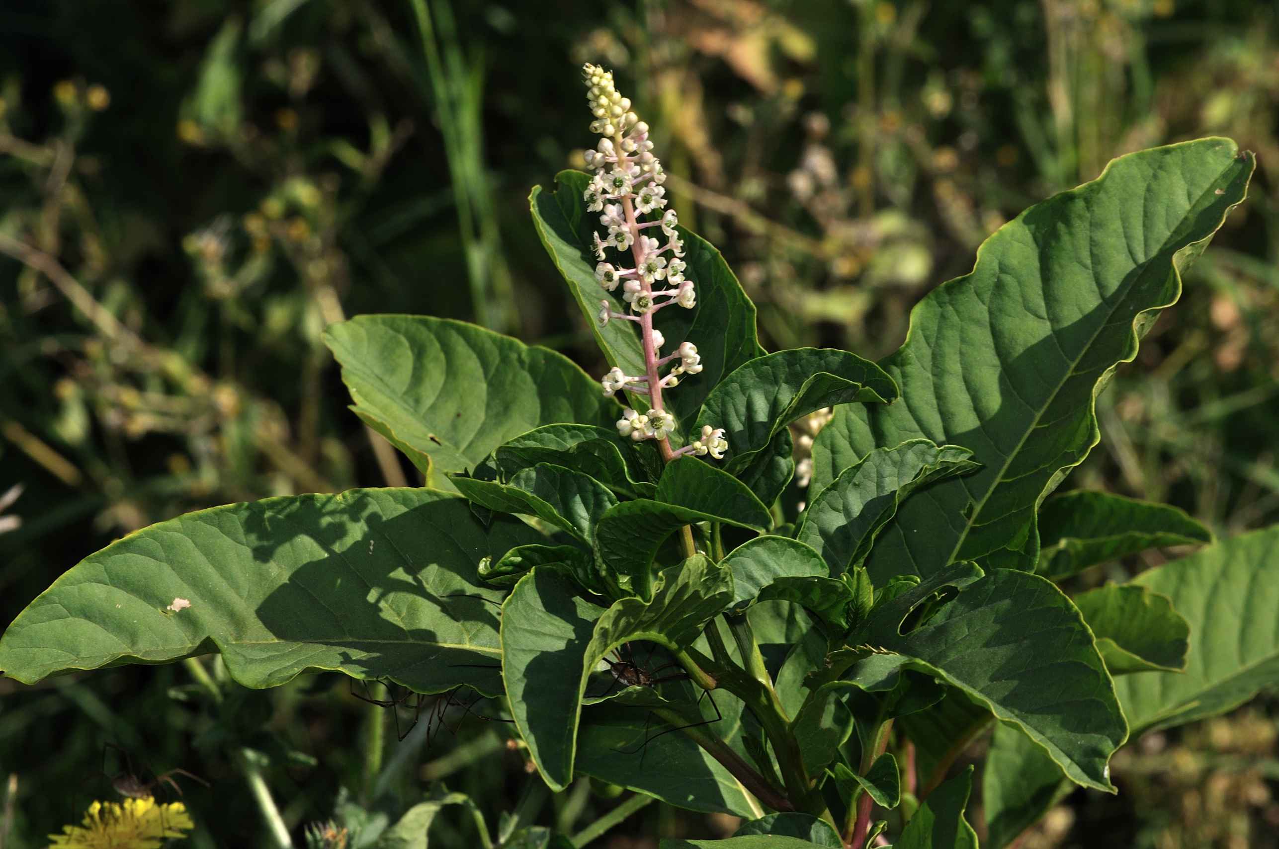 Phytolacca americana