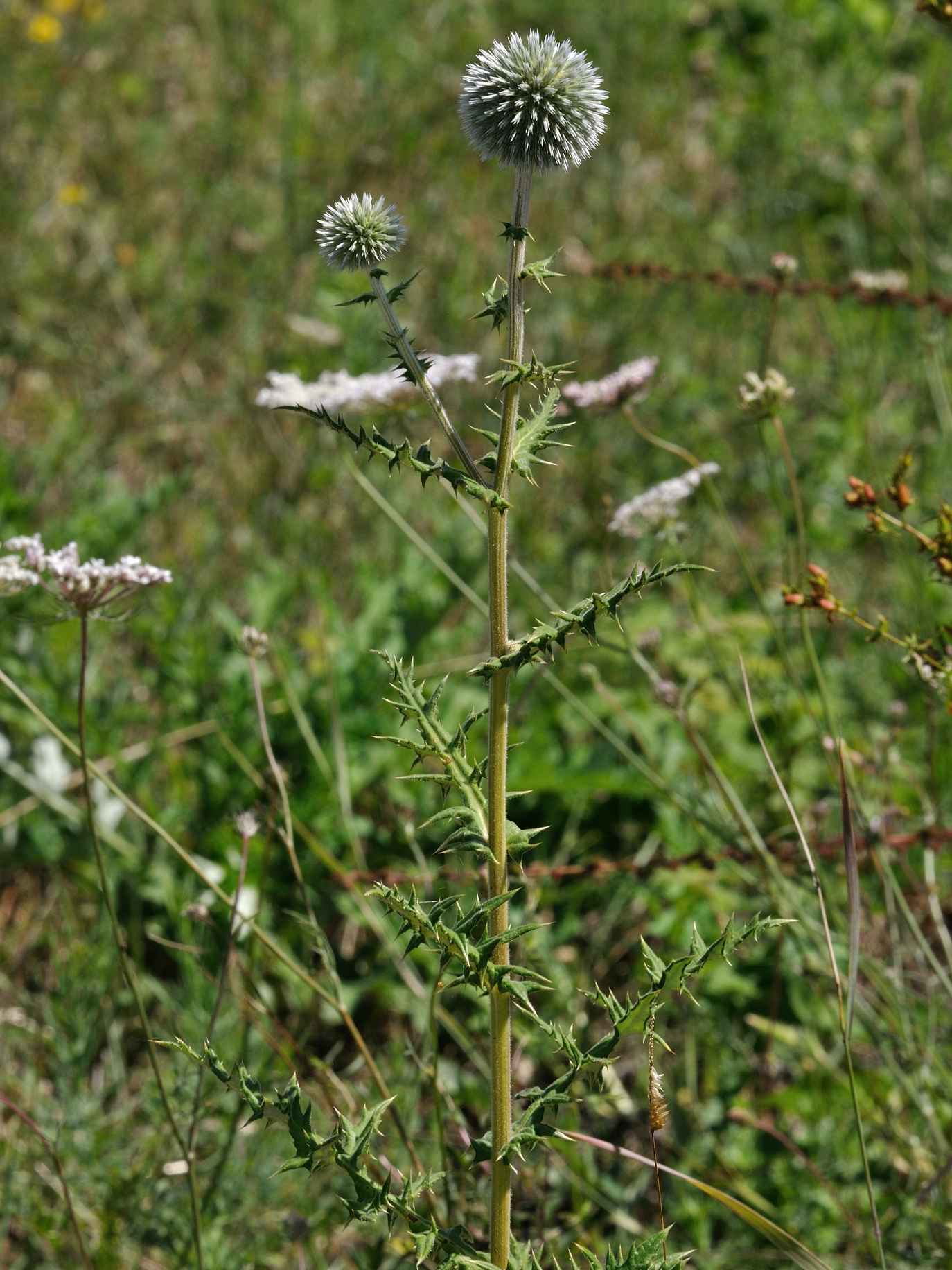 Echinops sphaerocephalus