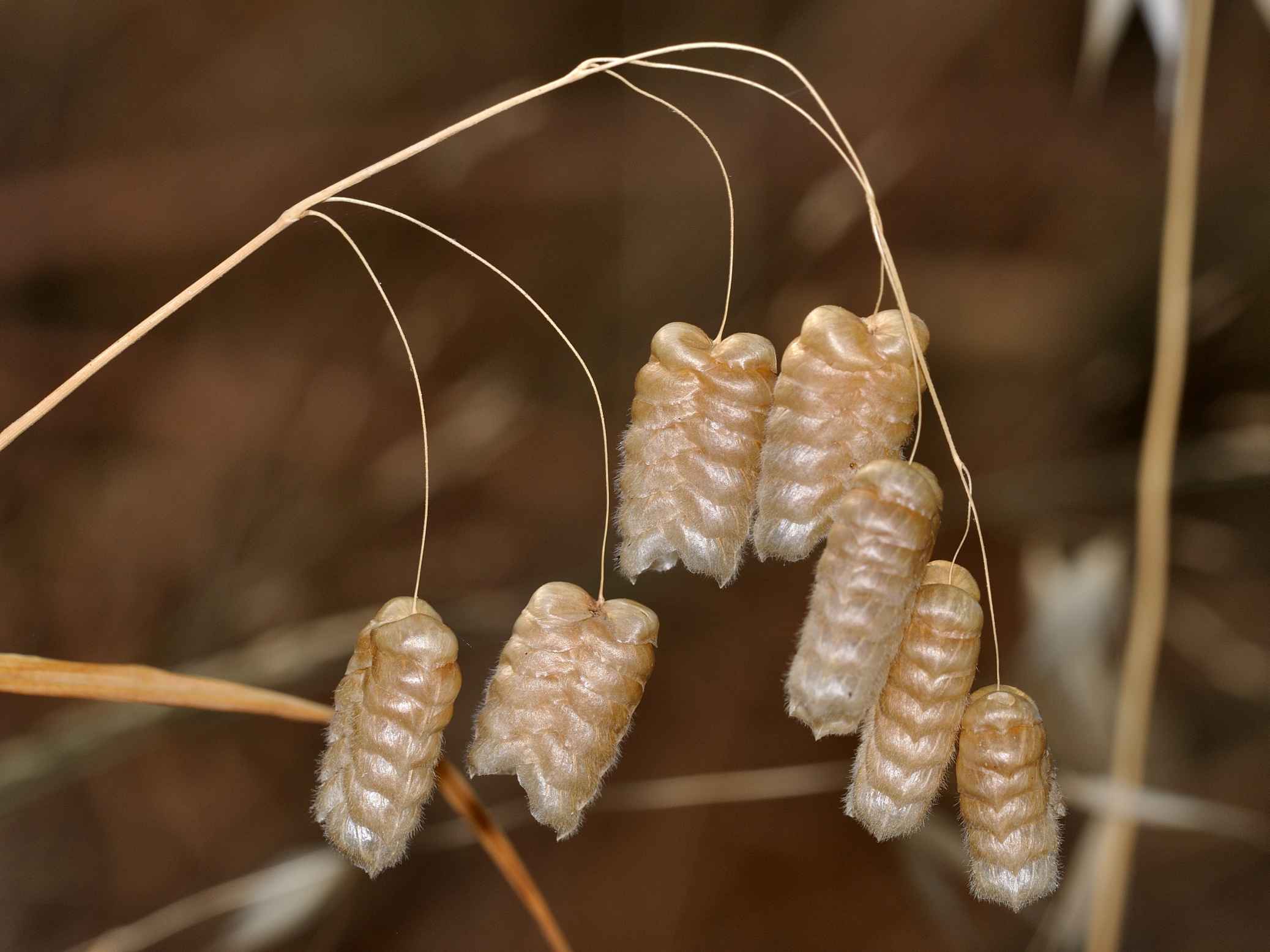 Briza  maxima