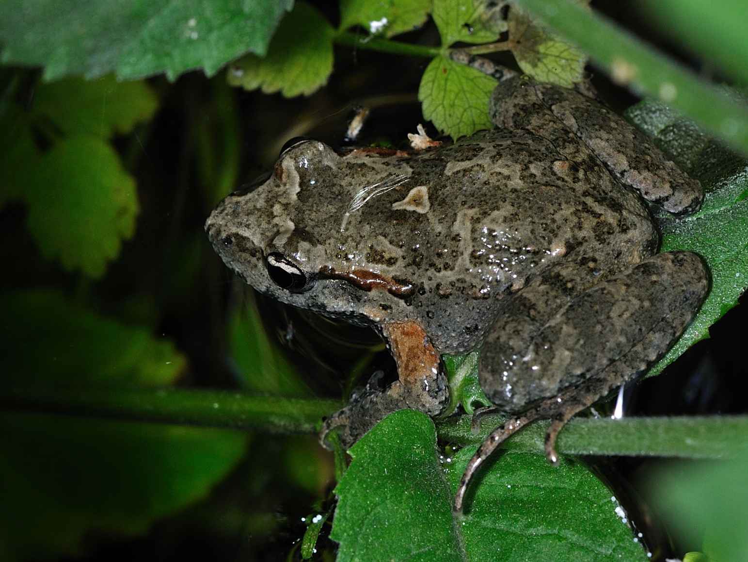ID Rana - Discoglossus pictus