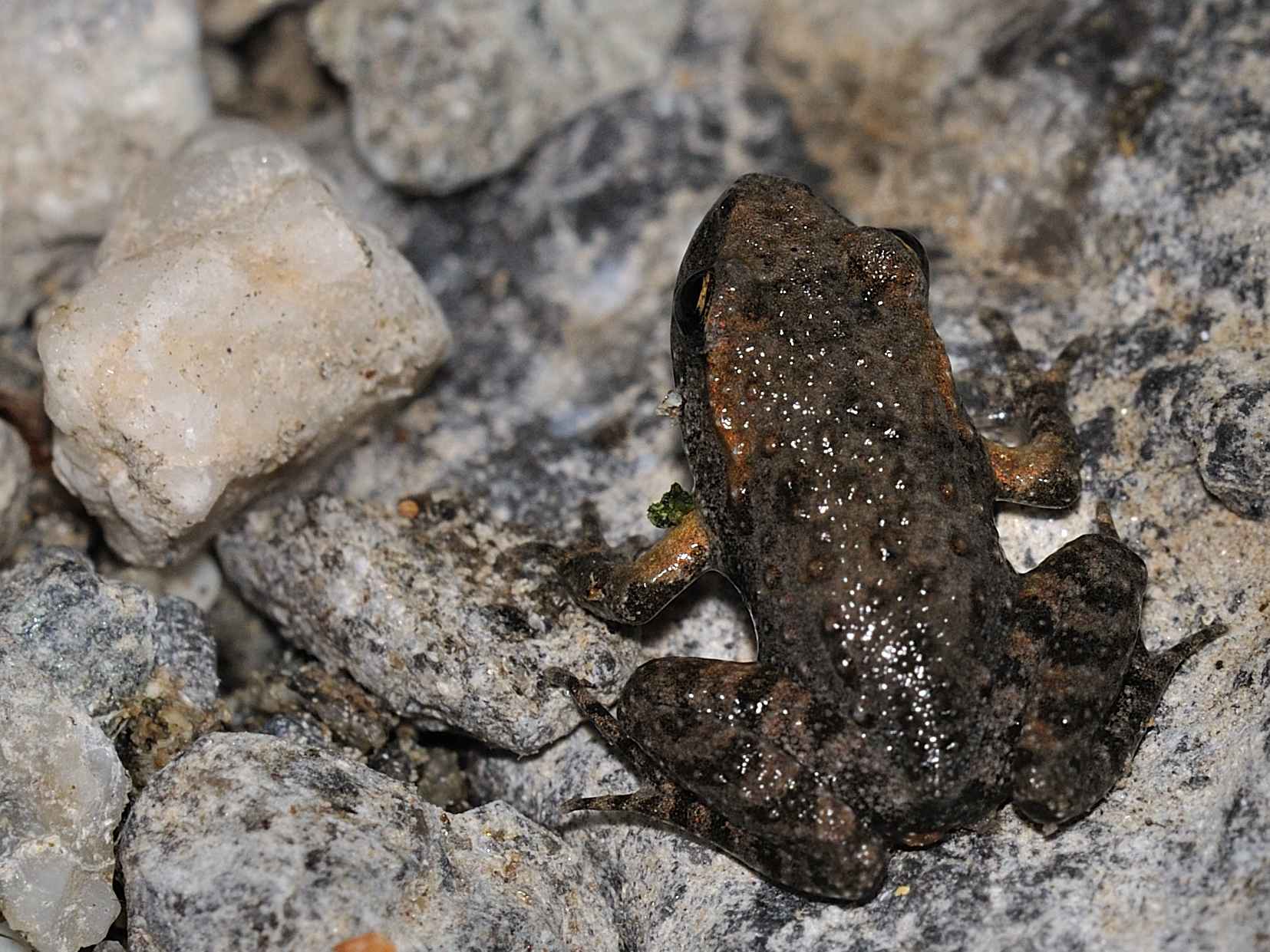 ID Rospetto ? Discoglossus pictus