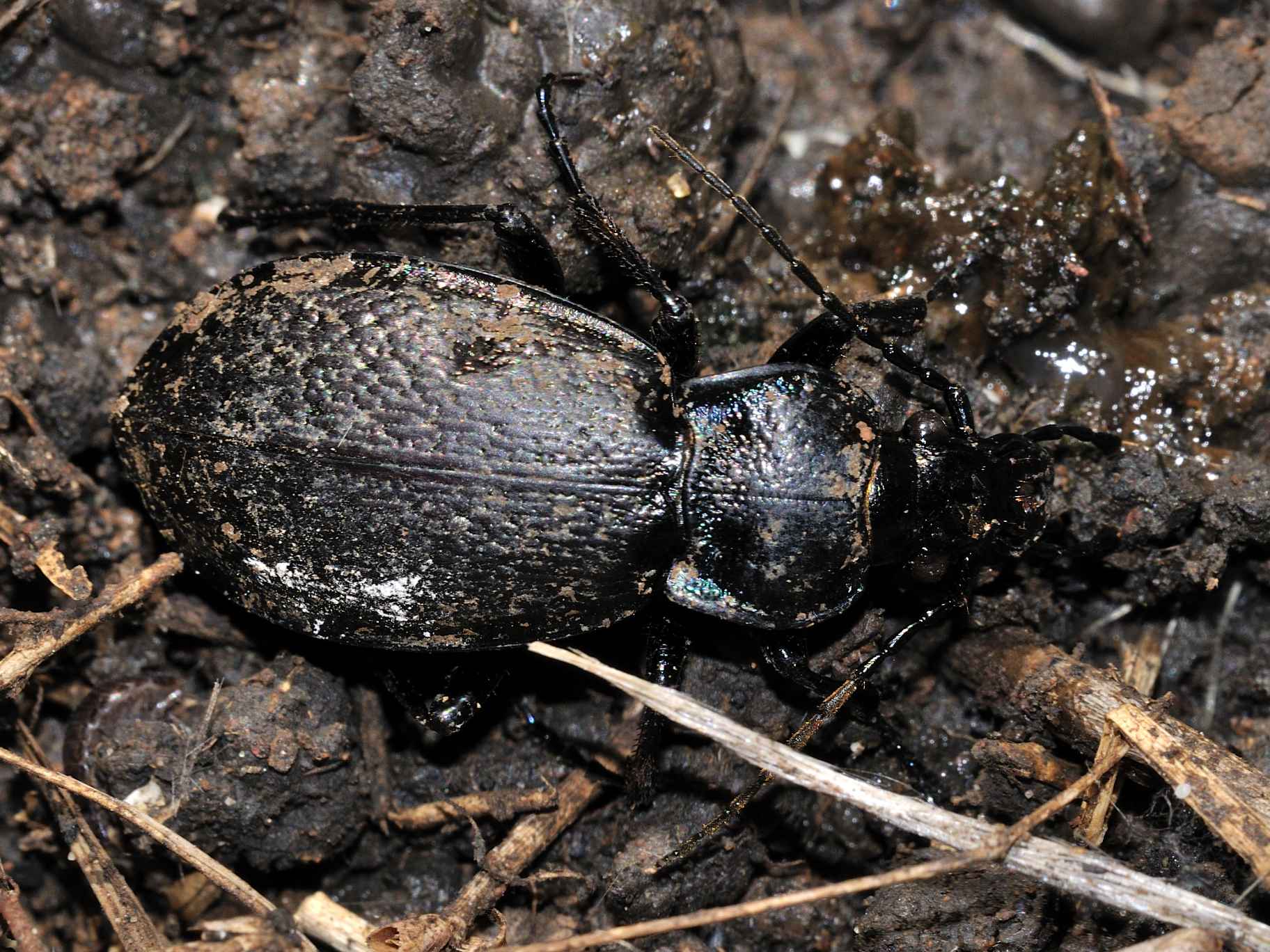 Carabus rossii (che ha appena mangiato una lumaca)