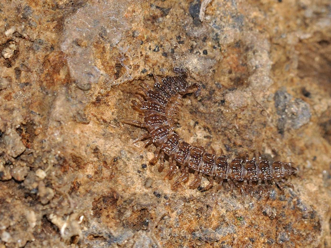 Identificazione 2 (Polydesmidae)