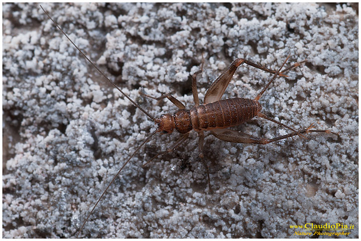 Petaloptila andreinii (Gryllidae Gryllomorphinae)