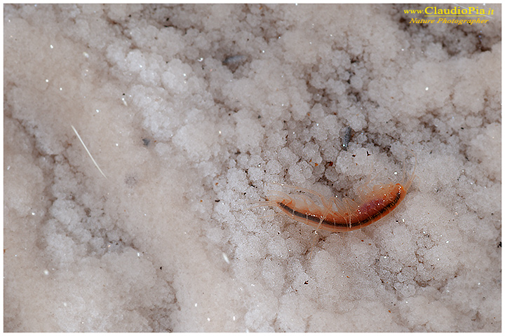 Minicrostaceo in miniera