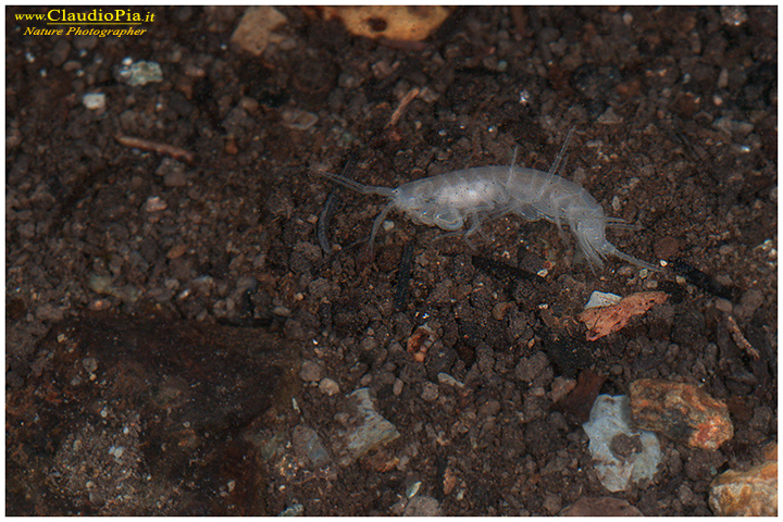 Minicrostaceo in miniera