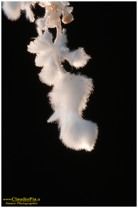 Fungo o muffa? (Miniera abbandonata)