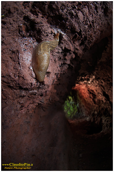 Limax di miniera...