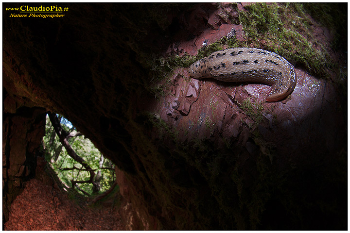 Limax di miniera...