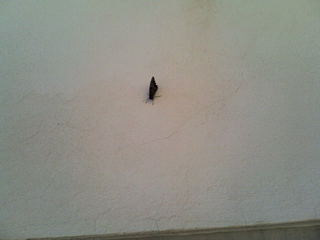 Farfalla da identificare