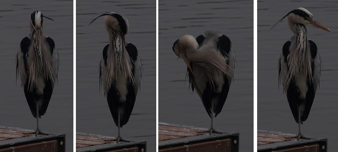 Avifauna humor