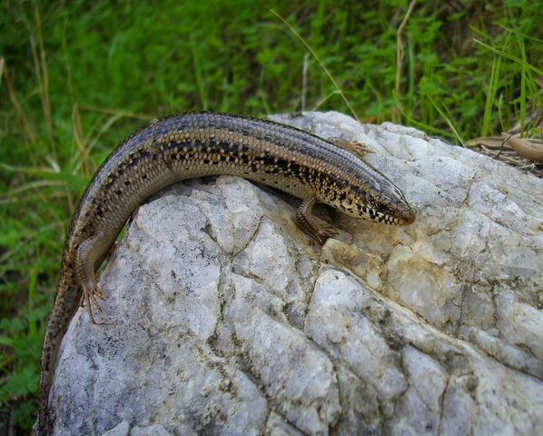 Un Chalcides