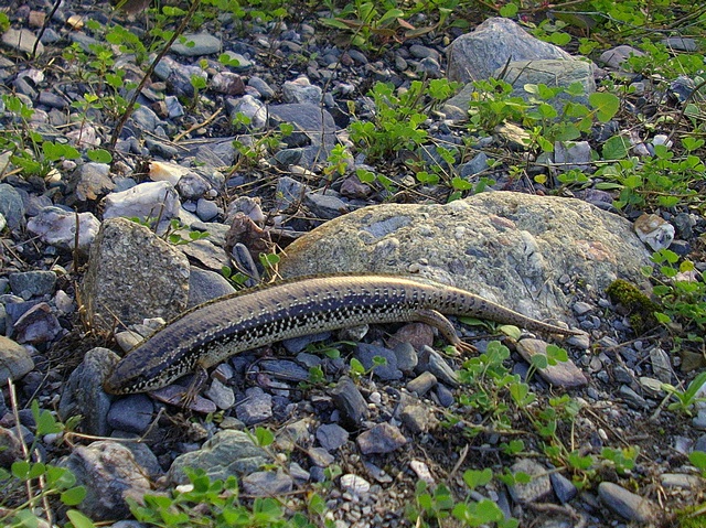 Un Chalcides