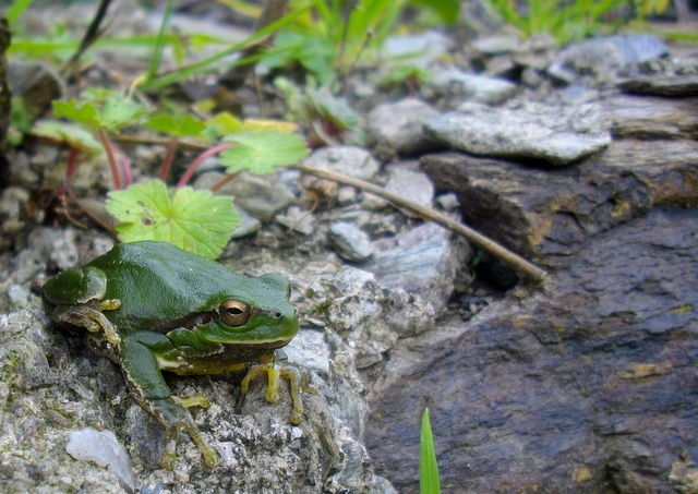 Hyla intermedia!!!