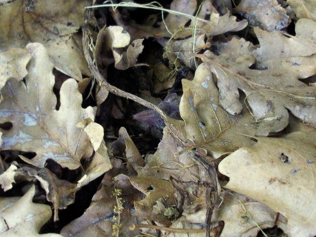 Crocidura sicula o mustiolo