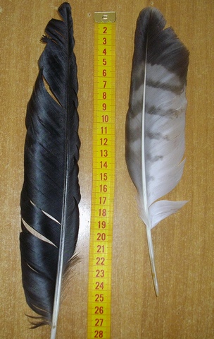 Due penne remiganti da identificare: Cornacchia e Poiana