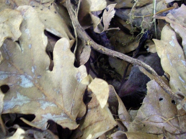 Crocidura sicula o mustiolo