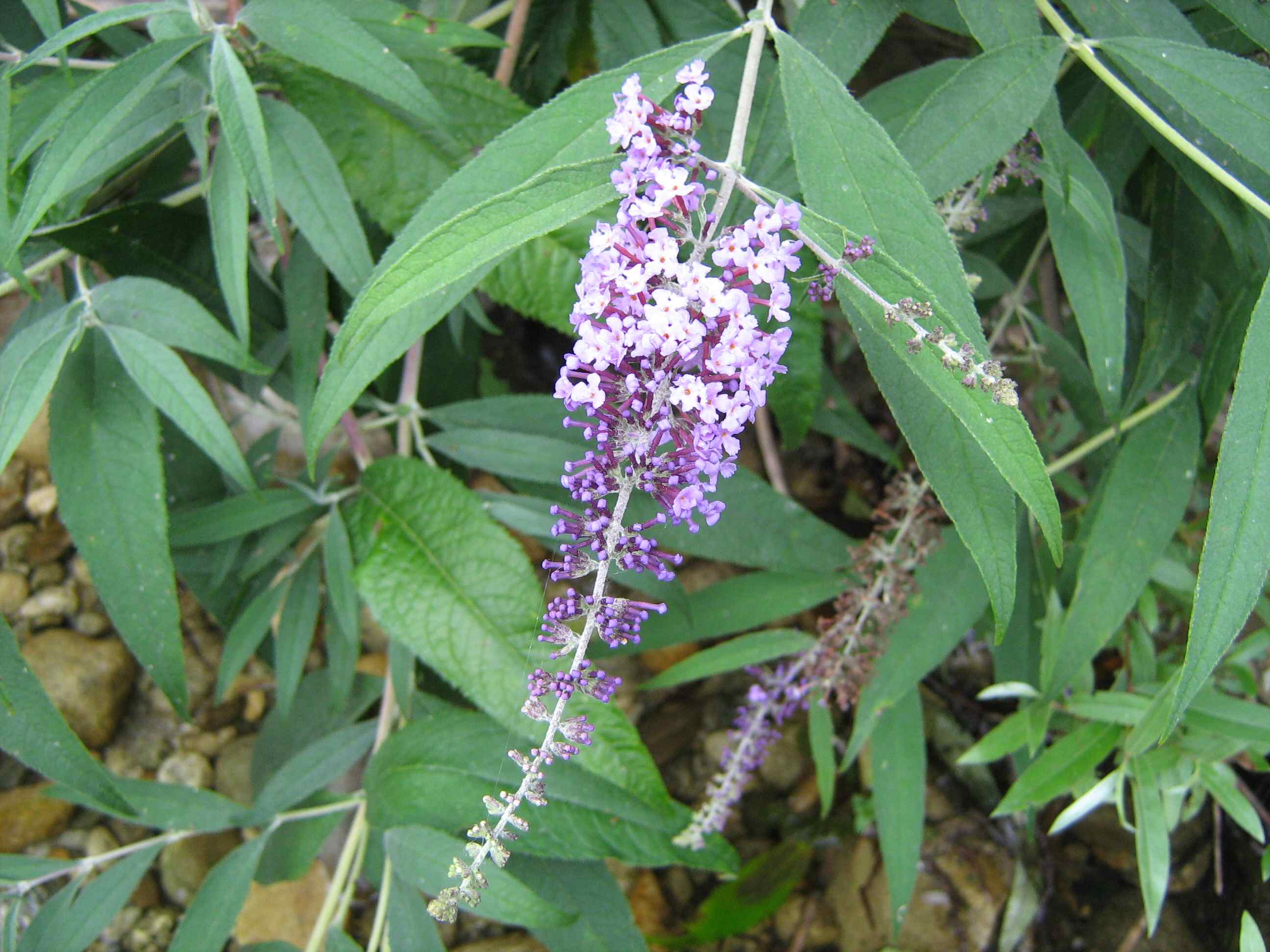 Buddleja davidii / Buddleja